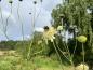 Preview: Cephalaria gigantea | Riesen-Schuppenkopf
